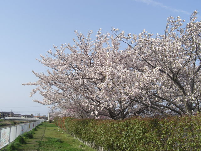 ߂ڂڂ̐ӔTؓ̓eʐ^1