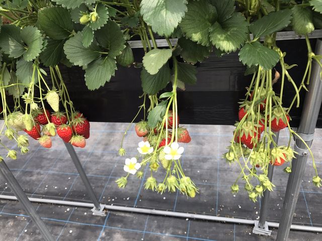 �Ђ�[���n�E�X�ɂ����ς��C�`�S�������Ă܂��I
�����󂩂��čs���܂���I_���[��������