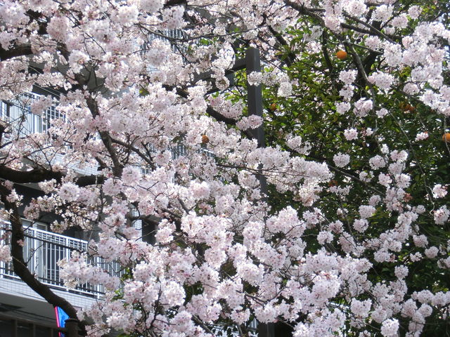 �D�ォ��̑剪�쉈���̍�_���l�t�F���[�{�[�g�������