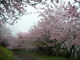 ミニウサギ２さんの八百萬神之御殿の桜への投稿写真2