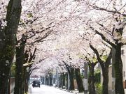 jR񂳂̐CqH̍̓eʐ^1