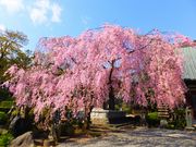 jR񂳂̋ʕ󎛁iܕSj̓eʐ^1