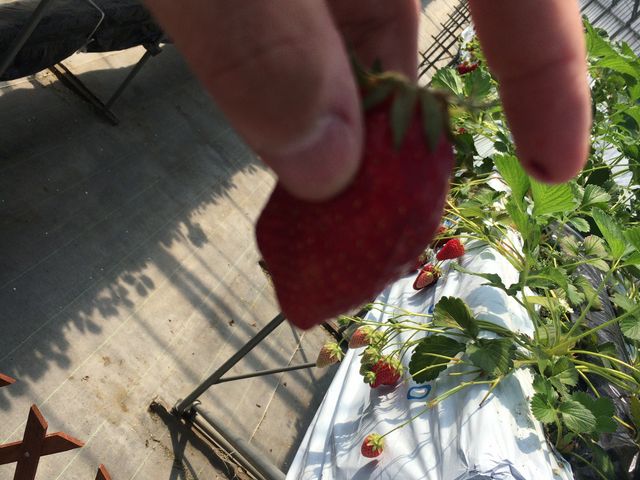 ���\�嗱������܂��I_���������@����ׂ�