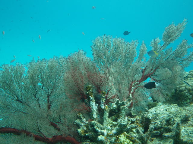 �p�i�����߂��̃T���S2017.4.19�B�e_���l���V�ѐ��X�@mine