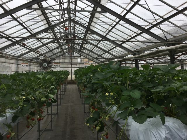 Tނ̃C`SHו_Xgx[nEXדc