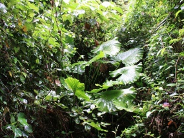 �X�̒�_���R�̌��w�Z�@����Z