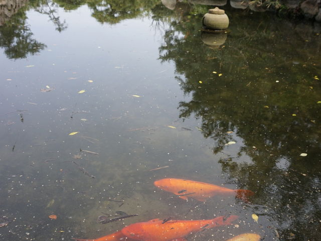 �z�e���̒���_������