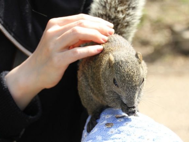 aĂƔł܂(X)_ctrlGʂ̓mڂ񉀁icڂ񉀁j