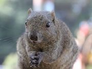 Pekepom̒ctrlGʂ̓mڂ񉀁icڂ񉀁j̓eʐ^2