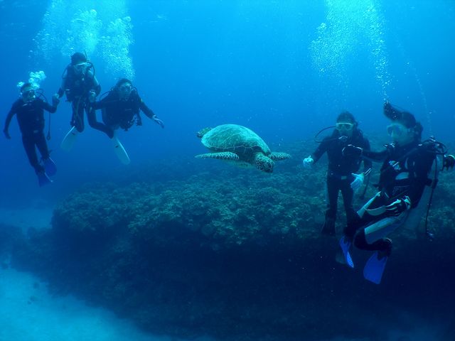 �J�������Ƒ���_Sea Monk