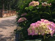 ݂̘ZbR̃AWTC̓eʐ^1