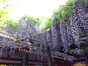 �Ё[����̏t����Ђ̍�����̓��̓��e�ʐ^1