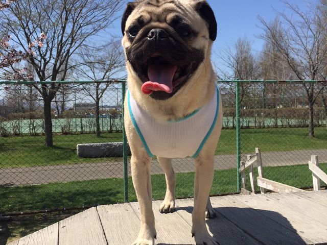 ������Ƃ����V��̂悤�Ȃ��̂��L��܂�_�M������h�b�O����