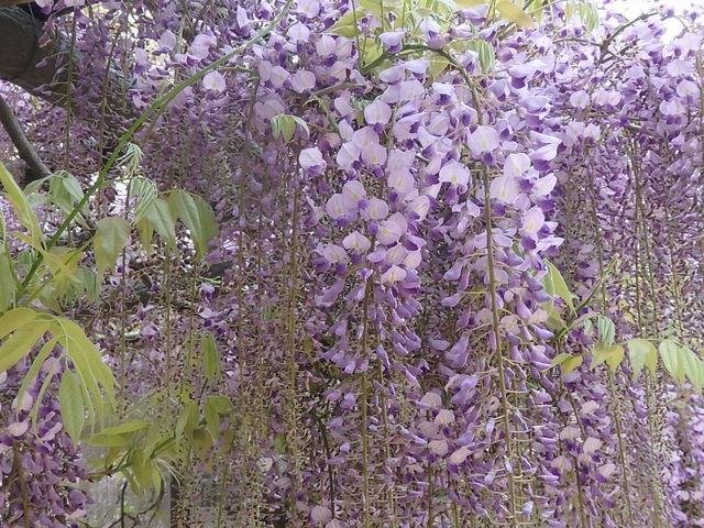 5����_����咬������