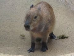 [̐EW ANAggӂւ̓eʐ^1