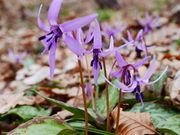 ]p̐Bc̐mc̃~YoVE̓eʐ^2