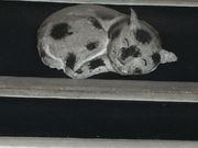 K̋{쎽Xi{Ǝjفj̓eʐ^1