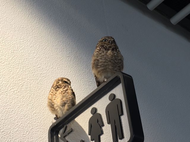 �����R�R�ɏ���Ă���݂����ł���I_NIFREL�i�j�t�����j