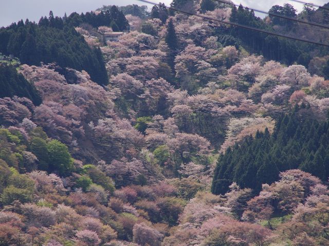吉野山の桜】アクセス・営業時間・料金情報 - じゃらんnet