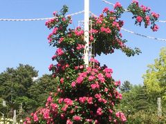 季節の花々 鶴舞公園の 花まつり の口コミ じゃらんnet