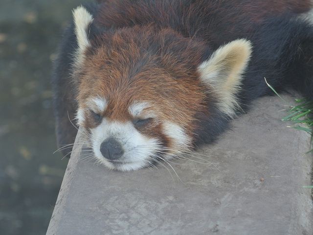 �����񂾂�ˁH�H_���R������