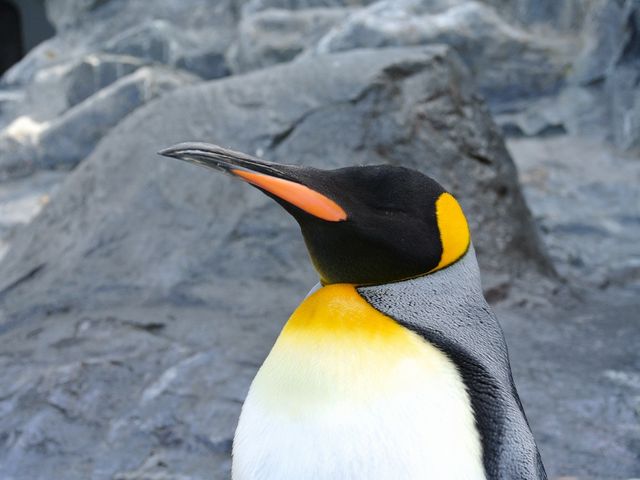 �~�X�g�V�����[���тĂ܂�_���R������