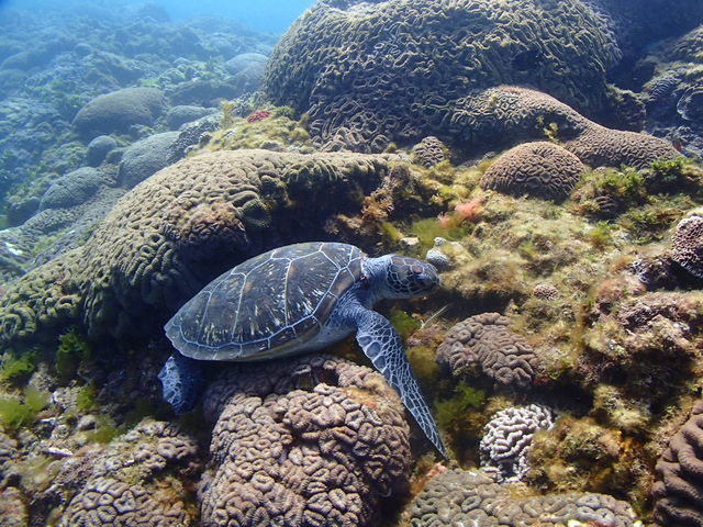 �����ɃE�~�K���ɉ�܂����B_�G�o�[�u���[���v��