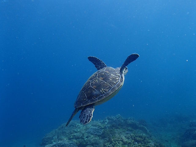 ���p�������ɊC�ʂɌ������Ă������j���ōs���܂����B_�G�o�[�u���[���v��