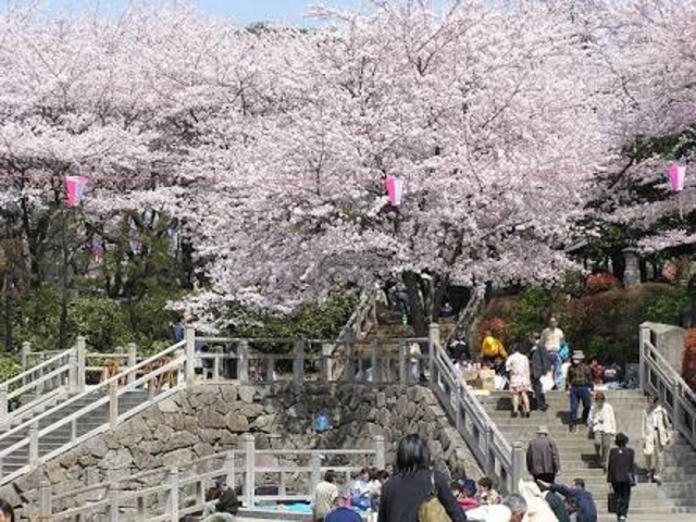 飛鳥山公園の桜 アクセス 営業時間 料金情報 じゃらんnet