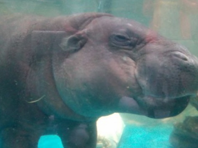 �~�j�J�o_NIFREL�i�j�t�����j