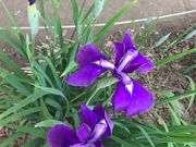 ̂񂽂̐JԂ傤ԉ̓eʐ^4