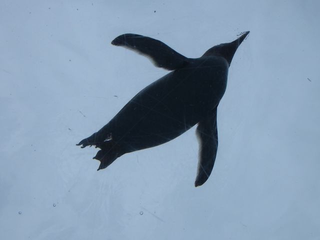 �{���ɔ��ł���悤�ł���_���R������