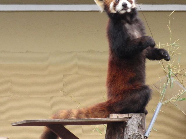 �d�����Ƃ��Ă���������_���R������