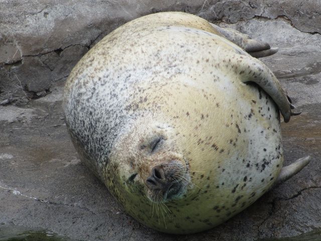 �܂�����_���R������