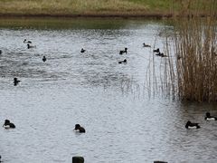 L̊Co[hp[NixRV`ՊC쒹jւ̓eʐ^1