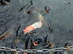 akihidẽ}̐Xaւ̓eʐ^1