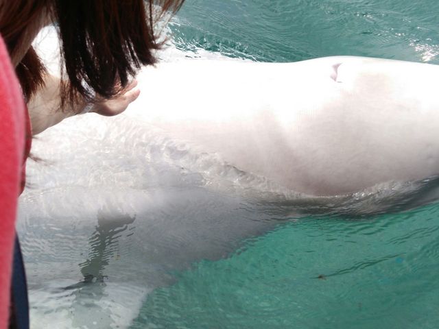 ���C���J�ƃ^�b�`_���l�E���i���V�[�p���_�C�X