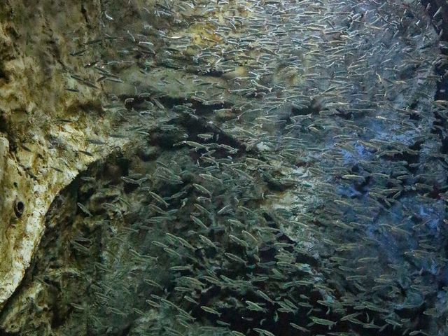 ������_�T�P�̂ӂ邳�Ɛ�ΐ�����