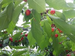 ۂۂ񂳂̏_ւ̓eʐ^1