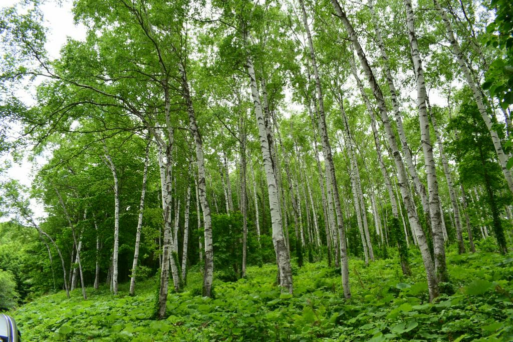 平庭高原の白樺林