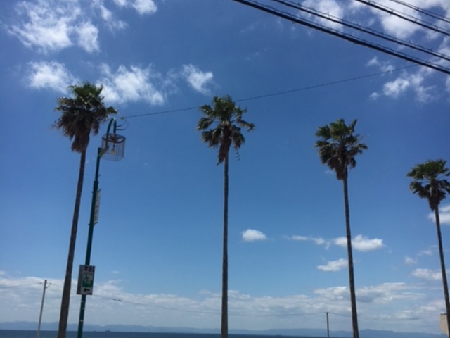 ���ꂢ�Ȃ���_�܂߂��낤�̕l�Ă��}�[�P�b�g