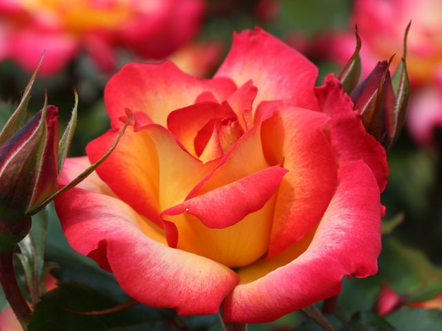 �����ۂ�e���r��