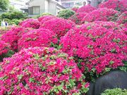 ݂񂳂̍Ð_Ђ̃ccW̓eʐ^2