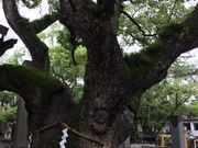 ݂̐ΐ؎QXX̓eʐ^1