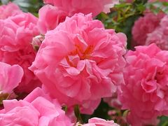 ׂ񂳂̎Rt[Z^[EnCW̑ւ̓eʐ^1