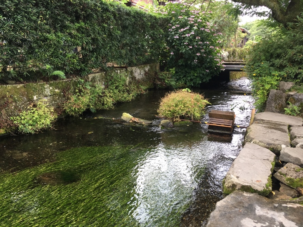 醒井・地蔵川の梅花藻