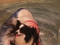 Ƃ}}̓ߐ{Ƃ[Ƃ҂ւ̓eʐ^1