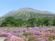 �ڂ肳��̃~���}�L���V�}�̓��e�ʐ^1