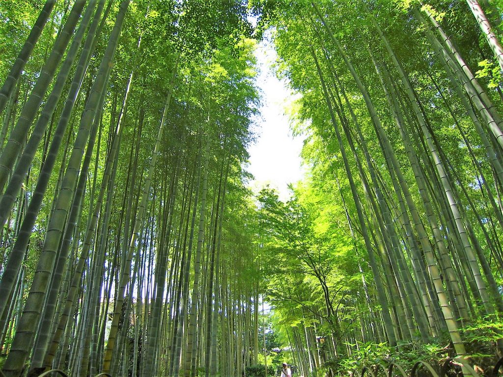 全国 緑の絶景スポット28選 自然豊かな日本ならでは 緑の世界 でリラックスしよう 2 じゃらんnet