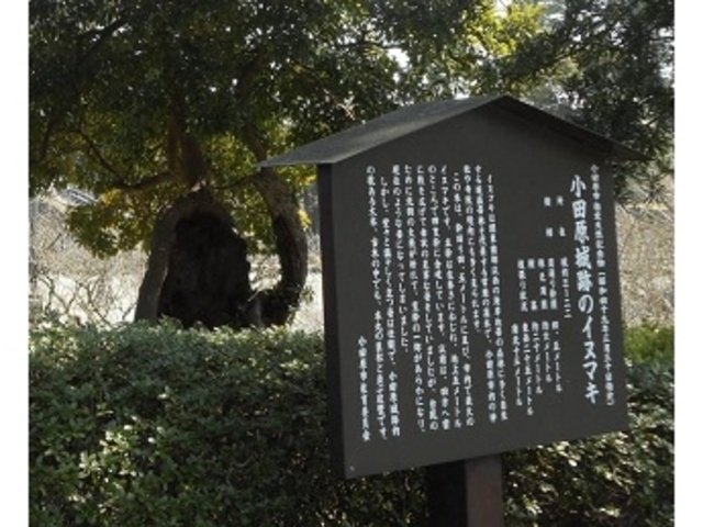 ��_���c����Ղ̃C�k�}�L